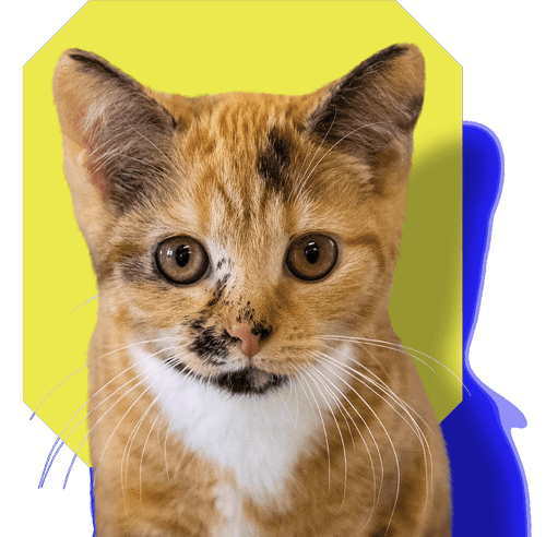 RSPCA-Cut-Out-Cat-3-Blue-and-Yellow-RGB-(1)