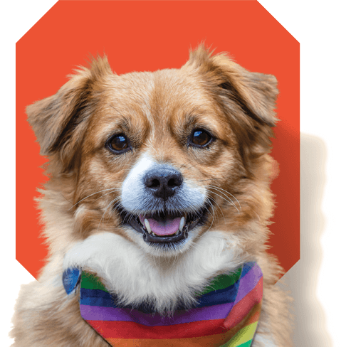 RSPCA-Cut-Out-Dog-4-Cream-and-Orange-RGB