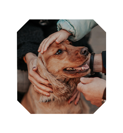 RSPCS-many-hands-caress-and-stroke-a-brown-dog