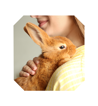 rspcs-rabbit